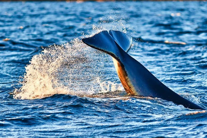 From Tromso: Whale Watching in Magic Skjervoy - Gear-up in flotation suits: warmth is built in, layers still matter