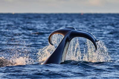 Whale Watching in Magic Skjervoy