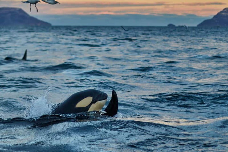 From Tromso: Whale Watching in Magic Skjervoy - Inside the Small-Group RIB, fast, wet, and wildlife-first