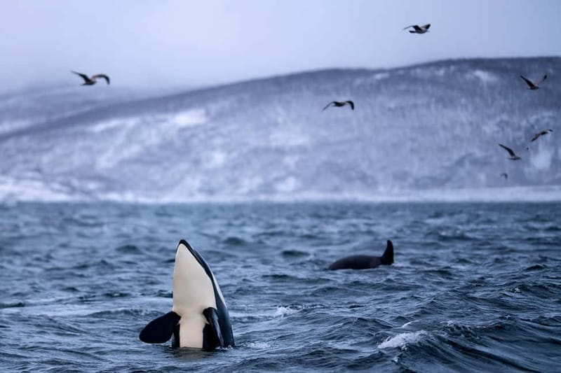 From Tromso: Whale Watching in Magic Skjervoy - The winter whale party: why Skjervøy in October to January works