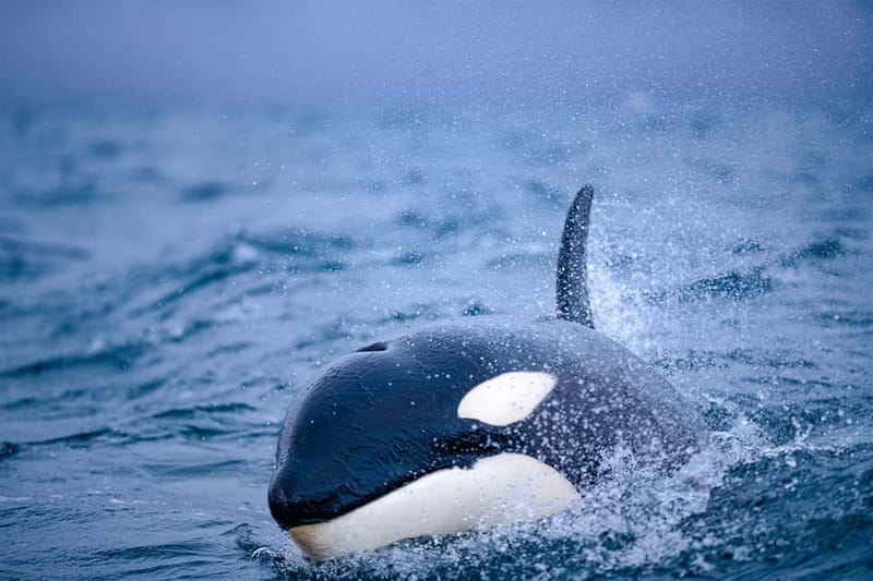 From Tromso: Whale Watching in Magic Skjervoy - Photo and camera reality checks on a RIB