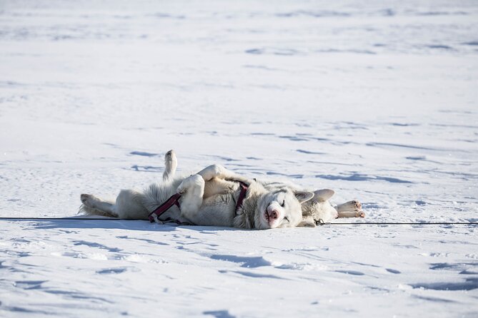 Fun & Easy Dog Sledding Adventure from Tromsø - Early Bird Tour - Key things to love about this Tromsø dog sledding tour