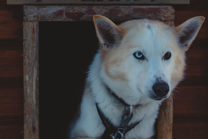 Fun & Easy Dog Sledding Adventure from Tromsø - Early Bird Tour - After the ride: coffee, cake, bonfire warmth, and dog cuddles