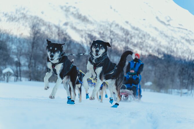 Fun & Easy Dog Sledding Adventure from Tromsø - Noon Tour - Key highlights to know before you go