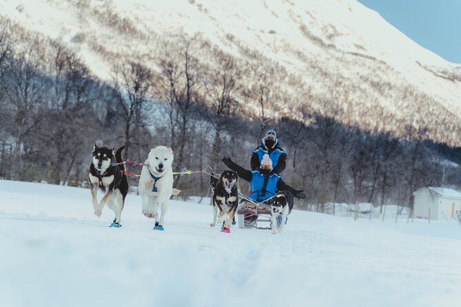 Fun & Easy Dog Sledding Adventure from Tromsø - Noon Tour - Self-drive dog sledding: what “easy” really means