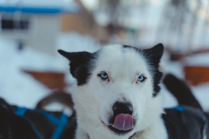 Fun & Easy Dog Sledding Adventure from Tromsø - Noon Tour - The sled trail itself: duration, stops, and how to set expectations