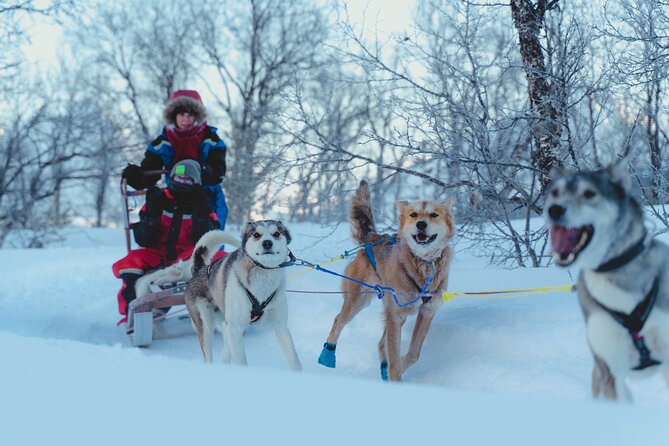 Fun & Easy Dog Sledding Adventure from Tromsø - Noon Tour - Thermal suits, mittens, hat, and the little warmth wins