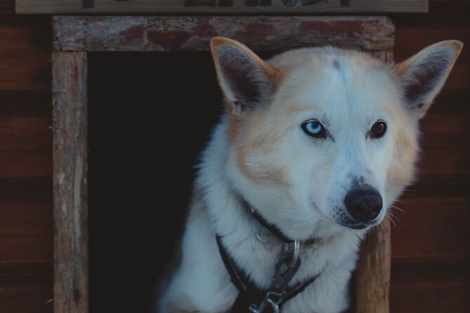 Fun & Easy Dog Sledding Adventure from Tromsø - Noon Tour - Who this noon husky sledding tour suits best