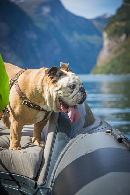 Geiranger: Guided Geirangerfjord Boat Tour - Should you book the Guided Geirangerfjord Boat Tour?