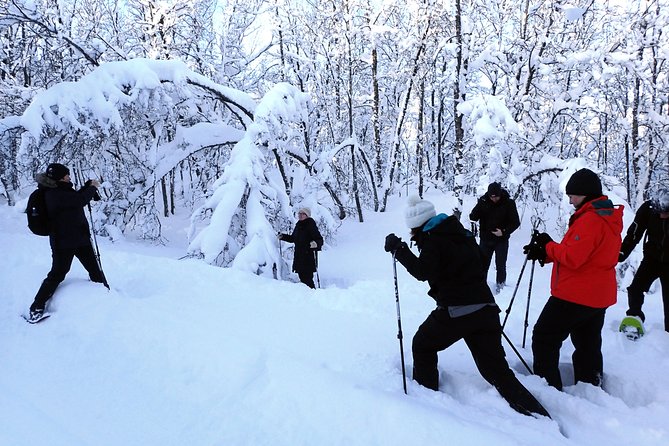 Guided Snowshoe Walk on Tromsoya Island in Tromso - The 10:00 am Plan: Gear Up, Learn Fast, Then Walk Into the Forest