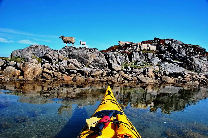 Half Day Kayak - Northern Explores AS - The Wildlife and Views Part: What You Can Expect to See