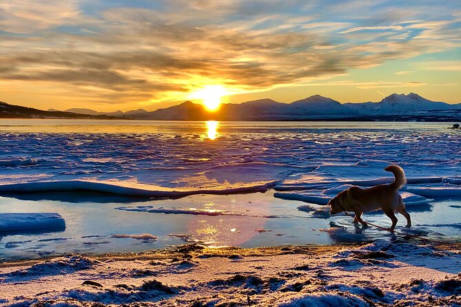 Half-Day Scenic Wildlife & Photographic Fjord Tour. - Kvaløya: why this half-day hits the sweet spot in Tromsø