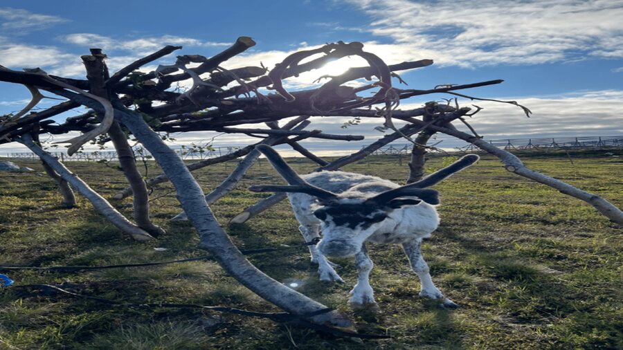 Hammerfest: Guided Tour - Meet Reindeer - Joik and personal storytelling with a Sámi reindeer-herding family