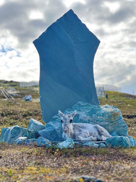 Hammerfest: Guided Tour - Meet Reindeer - Price and logistics: is $157 worth it for 90 minutes?