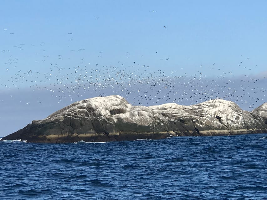 Honningsvåg: North Cape King Crab & Arctic Wildlife Safari - Who should book this Arctic wildlife and crab-themed RIB tour