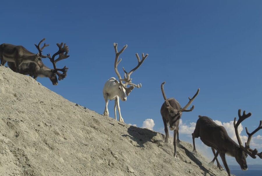 Honningsvåg: North Cape Summer Tour with Sami Family Visit - The Sami family visit: be flexible, and focus on what’s actually offered