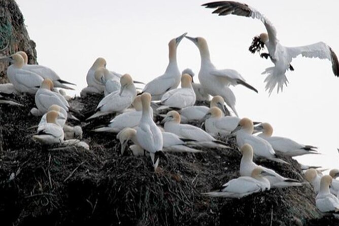 Honningsvåg Shore Bird Safari Adventure - Key highlights at a glance