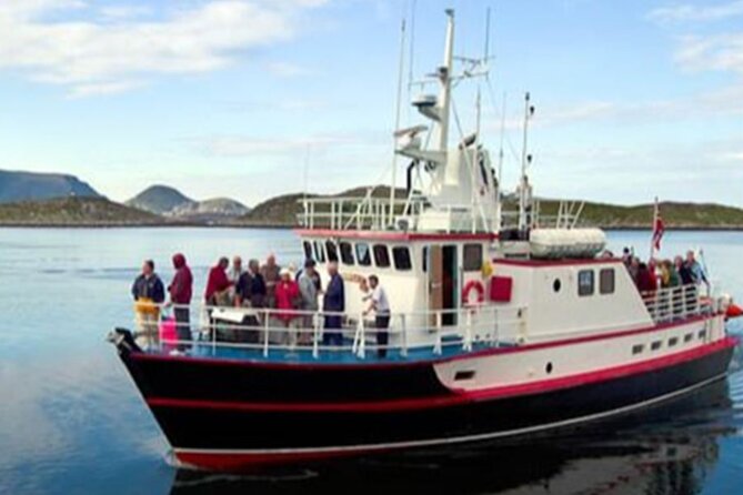 Honningsvåg Shore Bird Safari Adventure - Getting there from Honningsvåg, and what to plan for