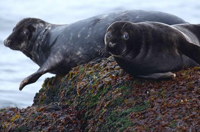 Honningsvåg Shore Bird Safari Adventure - Stop 2: the boat cruise to Gjesværstappan nesting cliffs