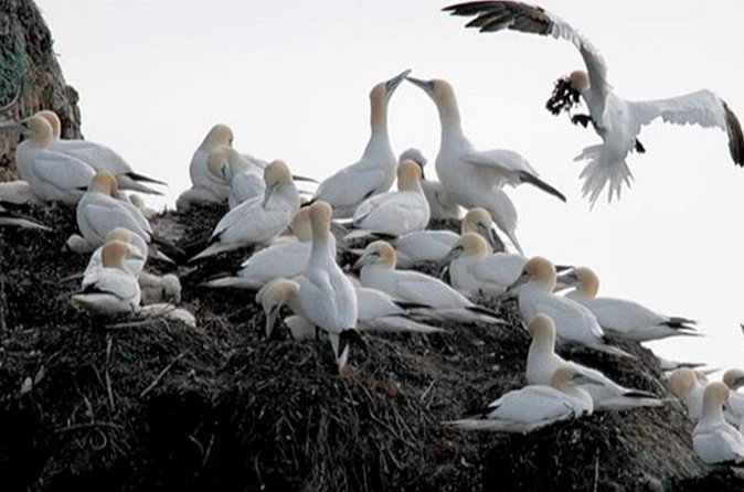 Honningsvåg Shore Bird Safari Adventure - What you can realistically spot: puffins, kittiwakes, and the rest