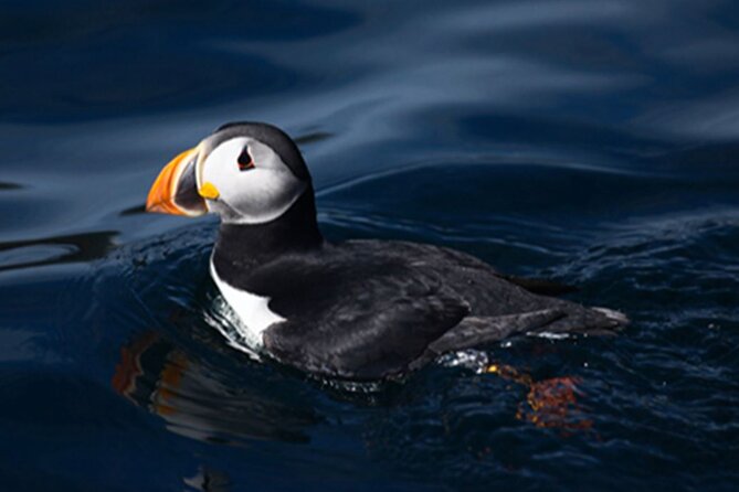 Honningsvåg Shore Bird Safari Adventure - Photo tips that actually help on a moving boat