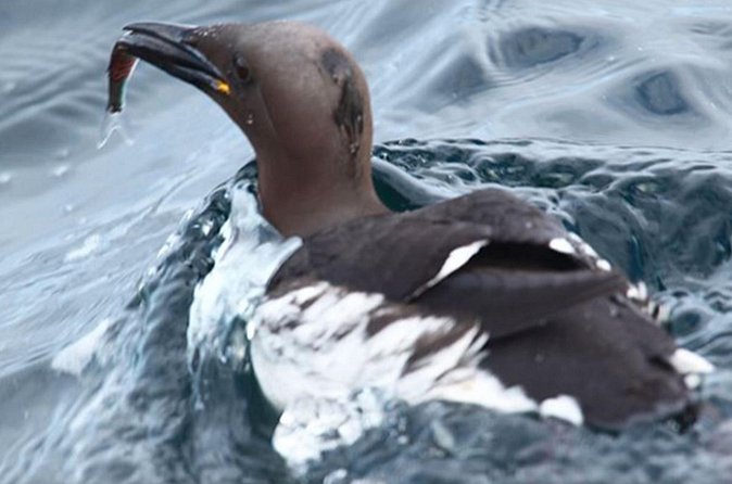 Honningsvåg Shore Bird Safari Adventure - Price and value: $306.51 for 3 hours, is it fair?