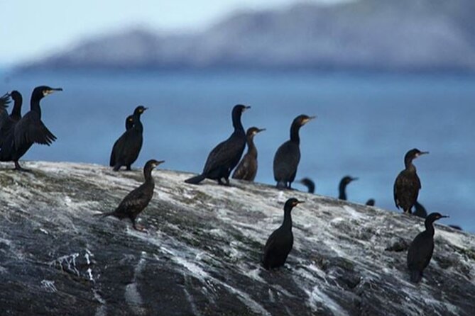 Honningsvåg Shore Bird Safari Adventure - Stop 1: Gjesvær and the calm before the cliffs