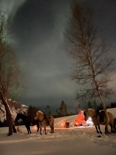 Horse riding and dining experience - A slow evening at Flatmoen Natur outside Alta