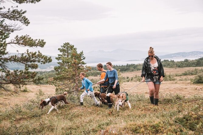 Husky Hike and Puppy Visit with Lunch - The husky handling hike: strong dogs, rotation, and real excitement