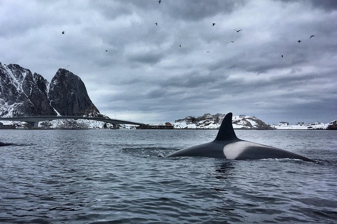 Kayaking in Reinefjorden - The paddle route: Reine, Moskenesøya, and time on the water