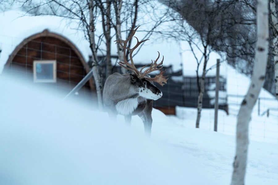 Kirkenes: Snowhotel Entrance Ticket - Opening hours and the meeting point, so you do not waste time