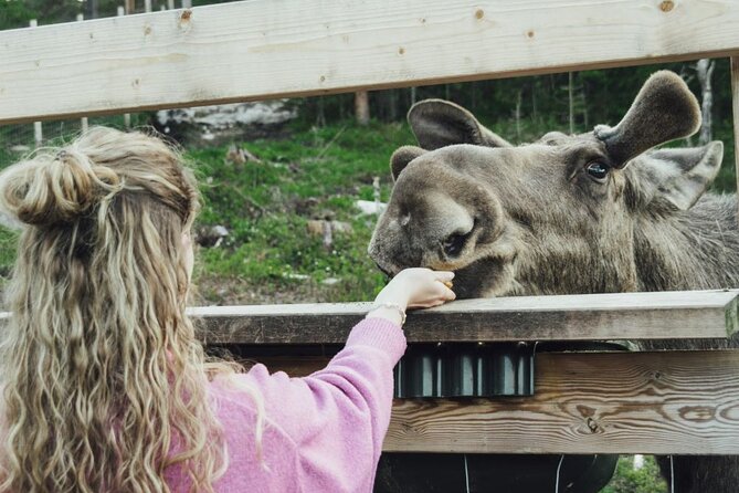 Kristiansand: Guided Bus Tour and Moose Park Experience - Where you meet in Kristiansand, and how to find the group fast
