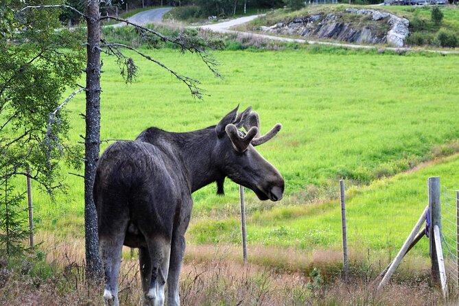 Kristiansand: Guided Bus Tour and Moose Park Experience - The 45-minute guided tour: moose facts that change how you watch
