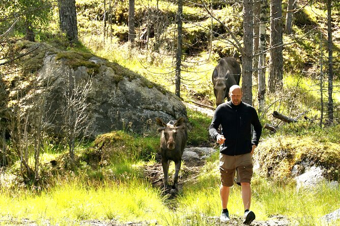 Kristiansand Guided Bus Tour and Moose Park Experience - Coffee, waffles, and what to do about lunch
