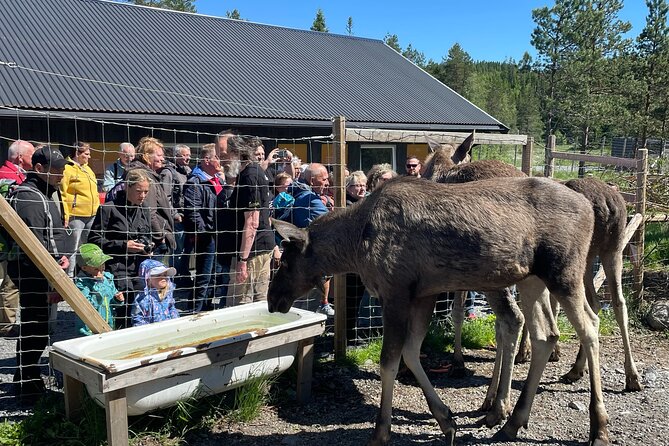 Kristiansand Guided Bus Tour and Moose Park Experience - The long bus day, and how to make it feel shorter