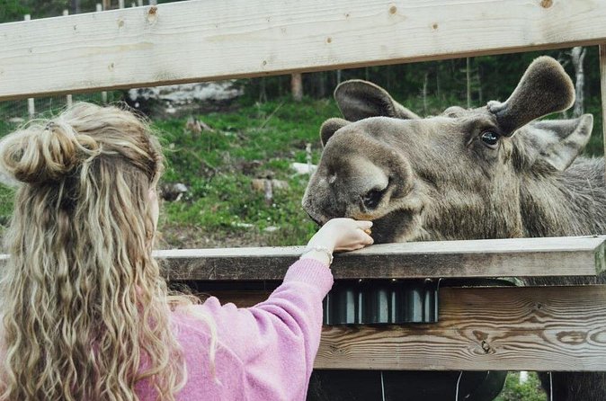 Kristiansand Guided Bus Tour and Moose Park Experience - Price and value: is $159.86 worth it?