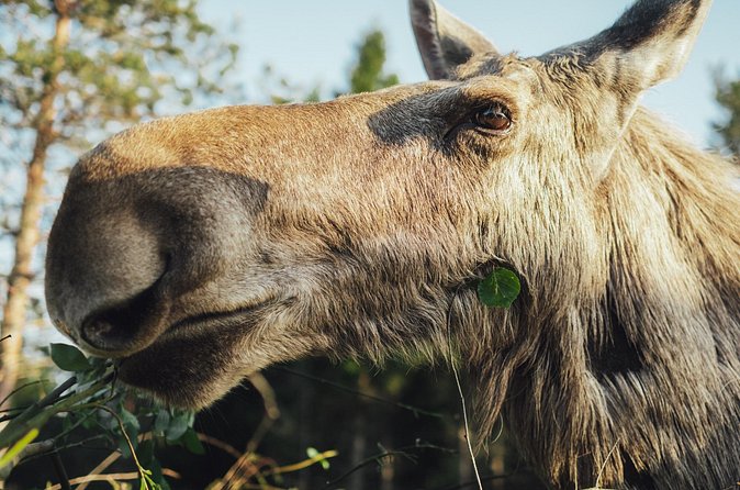 Kristiansand Guided Bus Tour and Moose Park Experience - Who should book this moose tour from Kristiansand