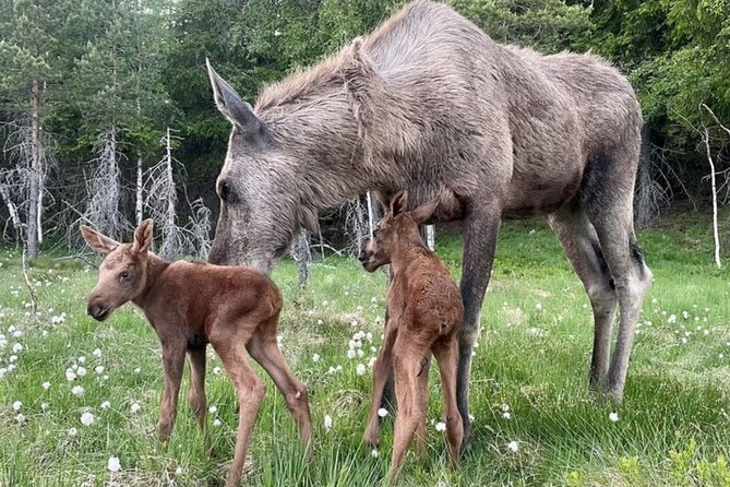 Kristiansand: Guided Bus Tour and Moose Park Experience - What the included waffle and coffee add to the experience