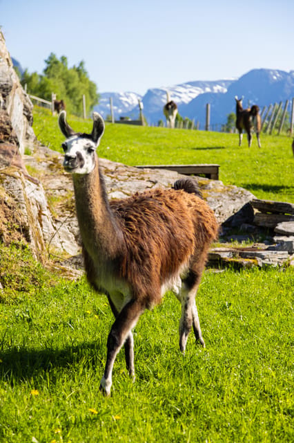 Ljøen, Hellesylt: Ljøen Farm Tour - Feeding llamas and enjoying waffles: small breaks that make the whole hour work
