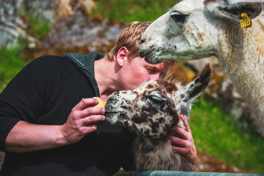 Ljøen, Hellesylt: Ljøen Farm Tour - Price and value: is $62 a fair trade for an hour?