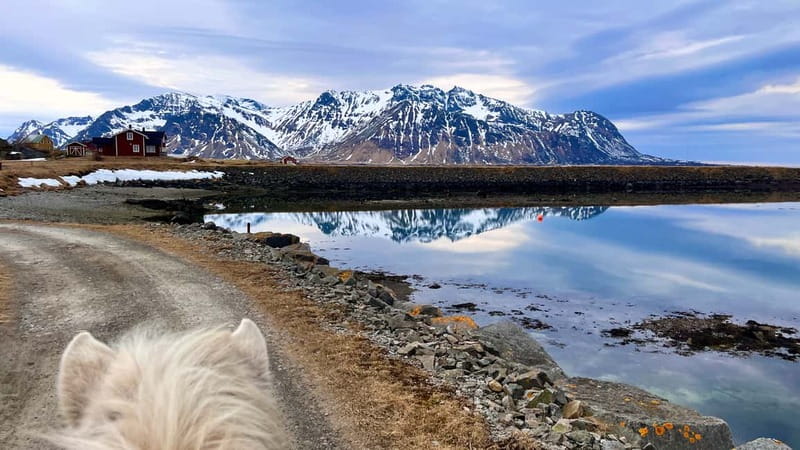 Lofoten: Guided Horse Riding Tour Over Hov and Hovsund - Price and value for a 1.5-hour Lofoten ride