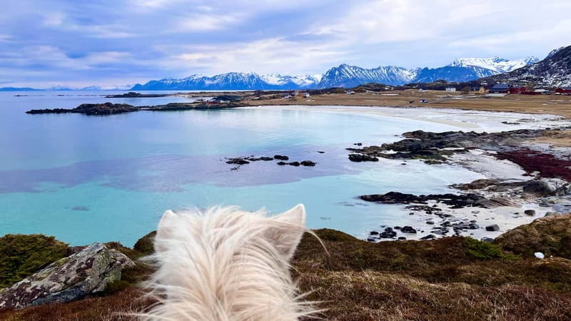 Lofoten: Guided Horse Riding Tour Over Hov and Hovsund - Gimsøya Island coastline: views that feel close-up