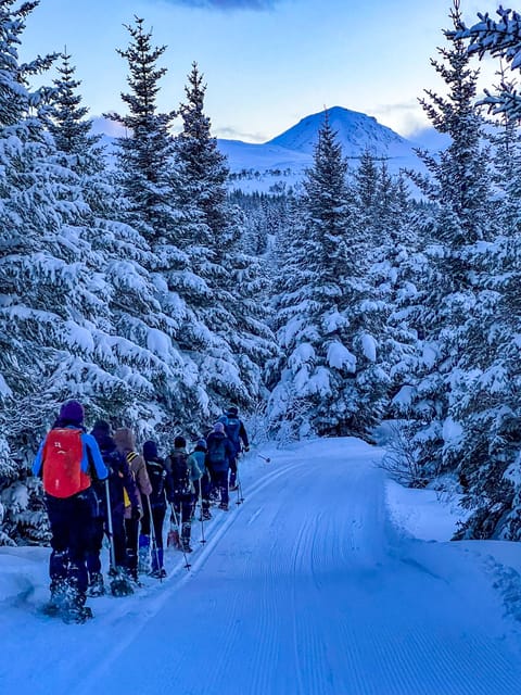 Lofoten: Half Day Snowshoe Tour - Price and logistics you should think through before you go
