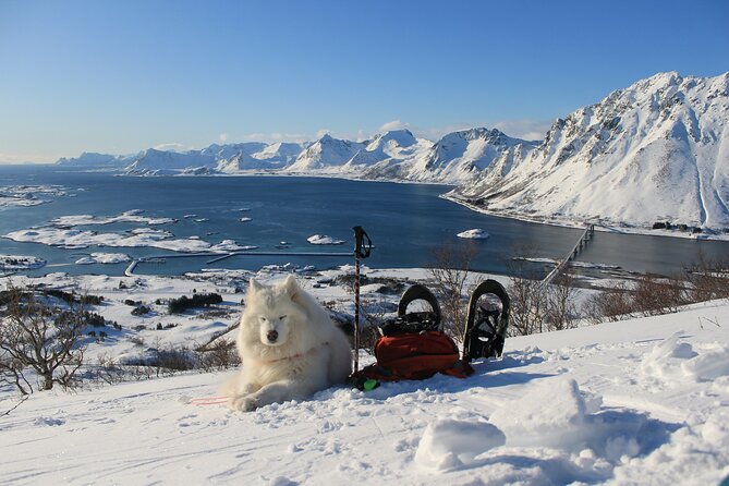 Lofoten Islands: Guided Snowshoeing Tour - Uphill version - Price and value: what $140.24 includes, and what you should budget