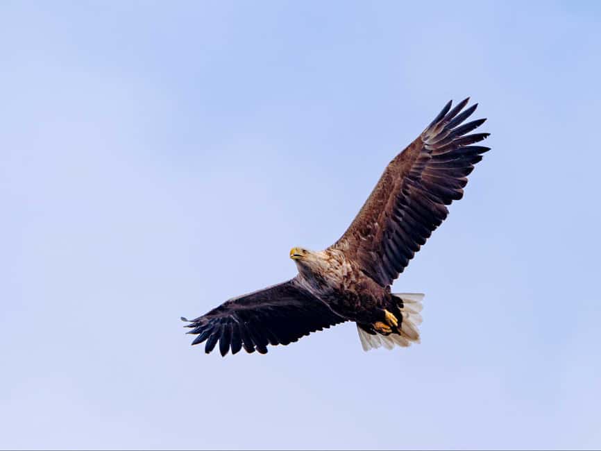 Lofoten: Sea Eagle Sunset Cruise - Why Lofoten’s Sea-Eagle Timing Feels Like a Short Win