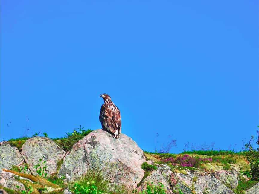 Lofoten: Sea Eagle Sunset Cruise - Oddvaer Photo Stop: Where the Cruise Tries to Put Eagles in Reach