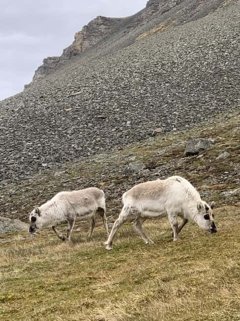 Longyearbyen: Platåfjellet Guided Hike with Panoramic Views - Why Platåfjellet Matters Above Longyearbyen