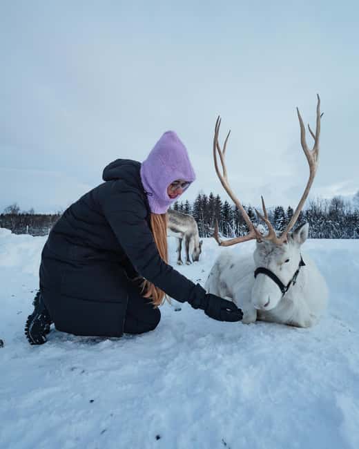 Malangen Sami Camp and Reindeer Experience with Lunch - Key moments you will remember