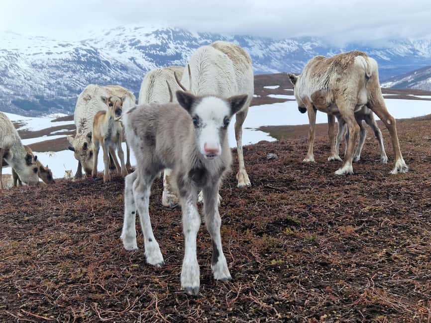 Malangen Sami Camp and Reindeer Experience with Lunch - The fjord drive to Malangen, and why it matters
