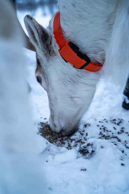 Malangen Sami Camp and Reindeer Experience with Lunch - Feeding and cuddling tame reindeer in the Arctic